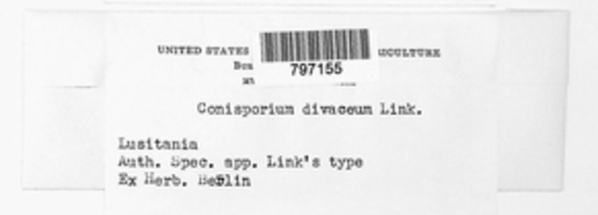 Coniosporium olivaceum image